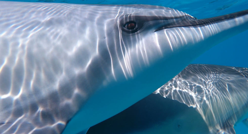 Underwater Dolphin Meditation